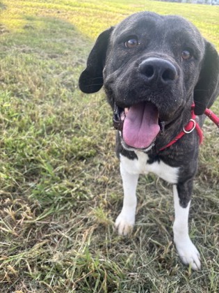 Shelter Stray Female Dog last seen Near Fontainebleau Drive, Doraville, GA, 30360, 30360, GA, 3280 Chamblee Dunwoody Rd, Chamblee, GA 30341, USA
