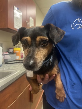 Shelter Stray Male Dog last seen Near Block of Central Ave, Middletown, OH, 1820 Princeton Rd, Hamilton, OH 45011, USA