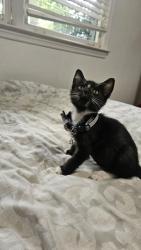 Shelter Stray Male Cat last seen Near Pamela Dr NE Atlanta, GA 30319, 30319, GA, 3280 Chamblee Dunwoody Rd, Chamblee, GA 30341, USA