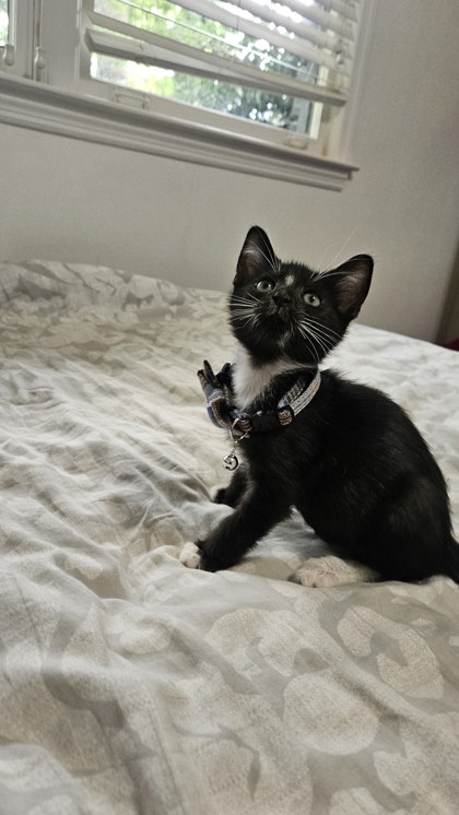 Shelter Stray Male Cat last seen Near Pamela Dr NE Atlanta, GA 30319, 30319, GA, 3280 Chamblee Dunwoody Rd, Chamblee, GA 30341, USA