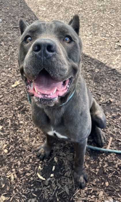 Shelter Stray Male Dog last seen Near Lilburn Stone Mount Rd, Stone Mount, GA 30087, 30087, GA, 3280 Chamblee Dunwoody Rd, Chamblee, GA 30341, USA