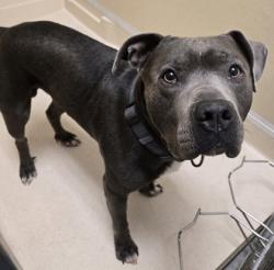 Shelter Stray Male Dog last seen Near N Garver Rd, Monroe, OH, 1820 Princeton Rd, Hamilton, OH 45011, USA