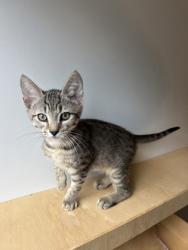 Shelter Stray Male Cat last seen Near Redan Rd, Stone Mountain, GA 30088, 30088, GA, 3280 Chamblee Dunwoody Rd, Chamblee, GA 30341, USA