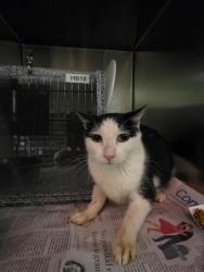 Shelter Stray Unknown Cat last seen Near Marigold Trl, 75150, TX, 1650 Gross Rd, Mesquite, TX 75149, USA