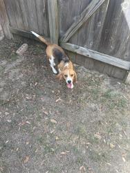 Reunited Female Dog last seen Green Valley Lane, Houston, TX 77064