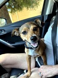 Found/Stray Female Dog last seen Pershing, Stockton, CA 95210