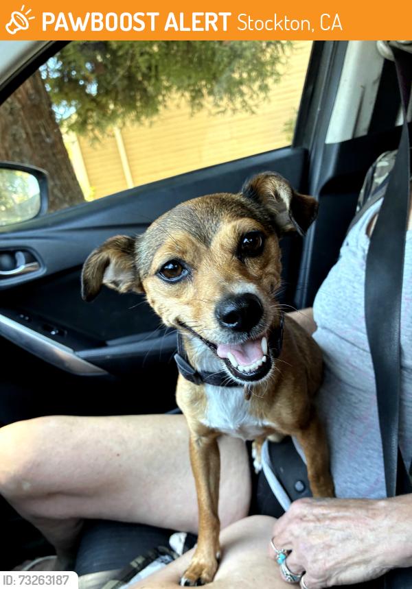 Found/Stray Female Dog last seen Pershing, Stockton, CA 95210
