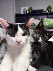 Lost Male Cat last seen greenville ave, North Providence, RI 02909