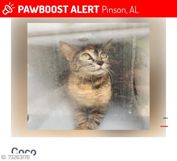 Lost Female Cat last seen Willow ridge rd, Pinson, AL 35126