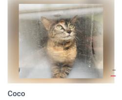 Lost Female Cat last seen Willow ridge rd, Pinson, AL 35126