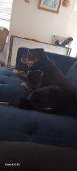 Reunited Female Dog last seen Boulevard of the Allies, Pittsburgh, PA 15217