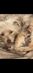 Lost Female Dog last seen The church at vallejo on laurel ave, Vallejo, CA 94591