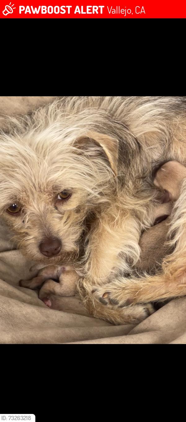 Lost Female Dog last seen The church at vallejo on laurel ave, Vallejo, CA 94591