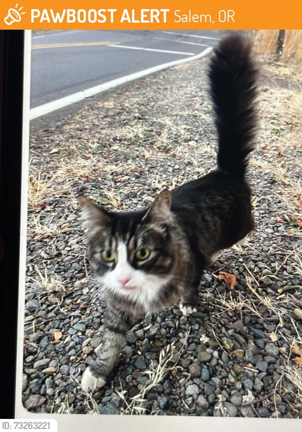 Found/Stray Female Cat last seen Macleay rd at the train tracks, Salem, OR 97317