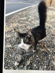 Found/Stray Female Cat last seen Macleay rd at the train tracks, Salem, OR 97317