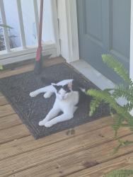 Found/Stray Unknown Cat last seen Burger Park, Smyrna, GA 30080