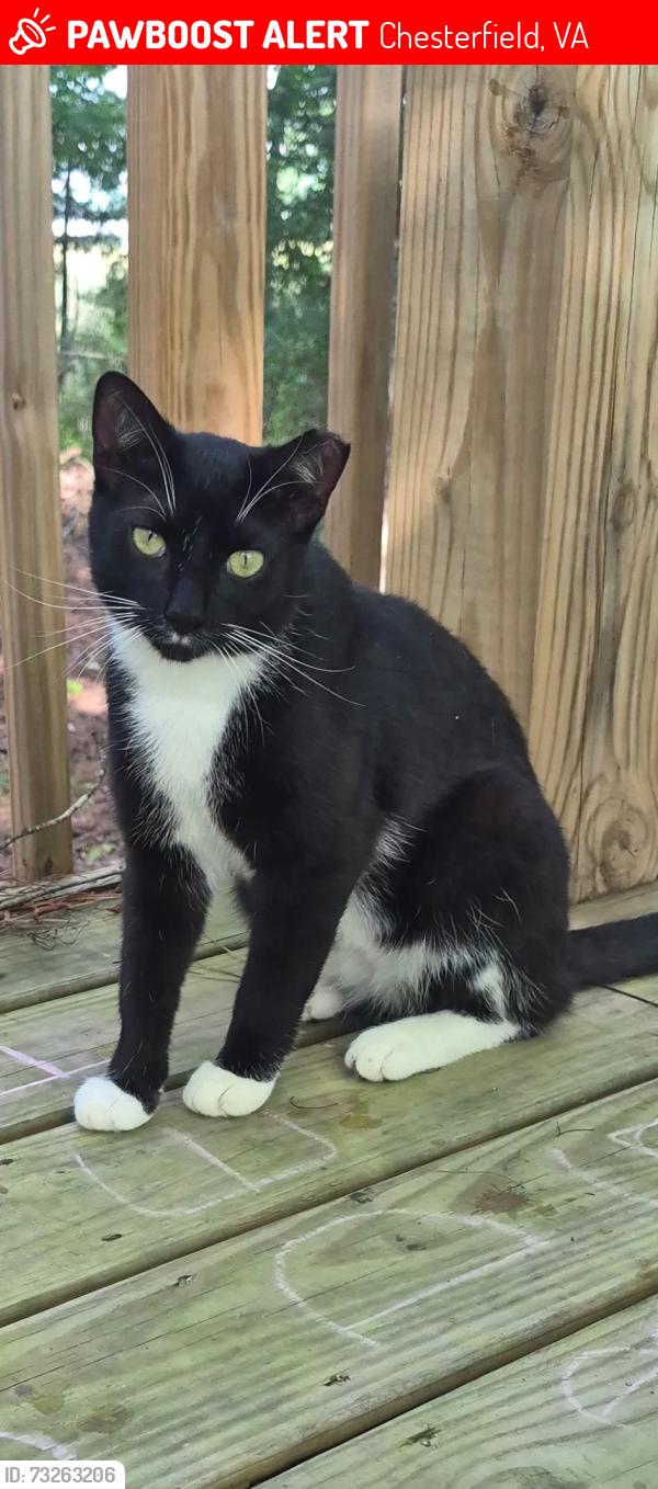 Lost Male Cat last seen River rd and second Branch rd, Beach & qualla road, Chesterfield, VA 23838