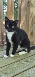 Lost Male Cat last seen River rd and second Branch rd, Beach & qualla road, Chesterfield, VA 23838