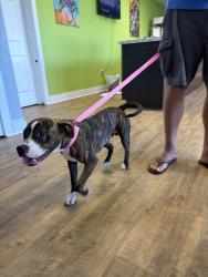 Found/Stray Male Dog last seen Primo Dog FWB, Fort Walton Beach, FL 32548