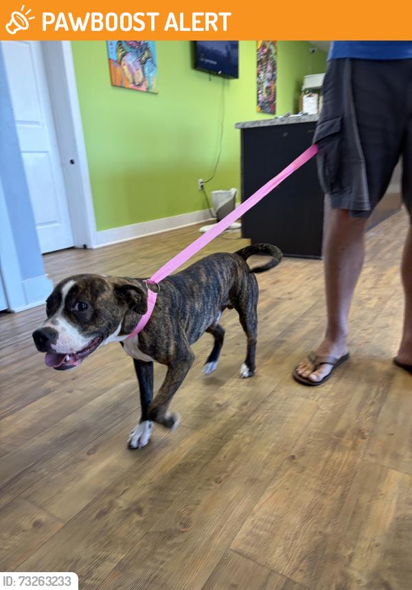 Found/Stray Male Dog last seen Primo Dog FWB, Fort Walton Beach, FL 32548