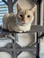 Found/Stray Unknown Cat last seen Elmhurst Drive and Ketchum Court, Granite Bay, CA 95746