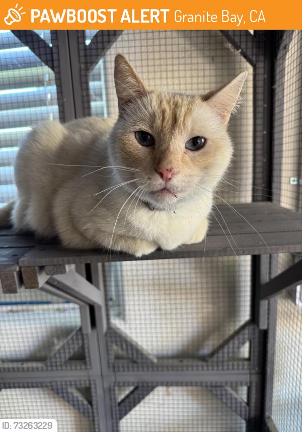Found/Stray Unknown Cat last seen Elmhurst Drive and Ketchum Court, Granite Bay, CA 95746