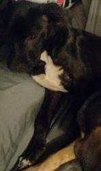 Lost Male Dog last seen Hwy 418 at Work Rd, Kountze, TX 77625