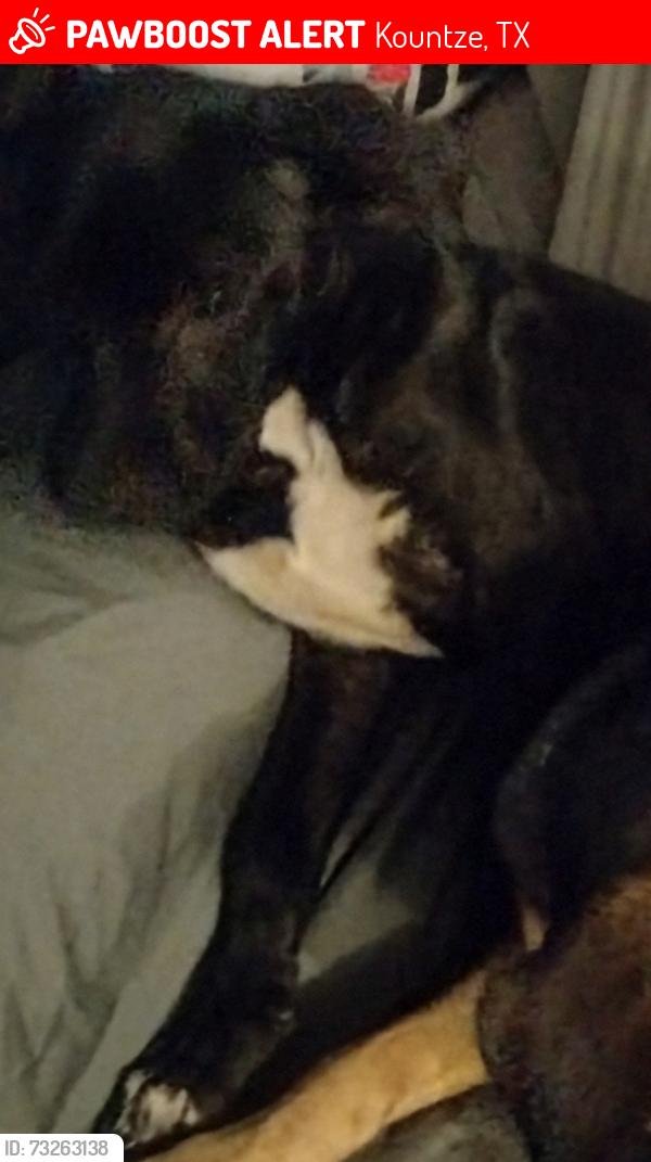 Lost Male Dog last seen Hwy 418 at Work Rd, Kountze, TX 77625