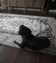 Reunited Male Dog last seen Ventana Village, Sun City Center, FL 33573