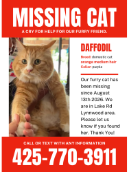 Lost Female Cat last seen Lake rd, Serene Lake, Shelby, Lynnwood, WA 98087