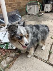 Found/Stray Unknown Dog last seen Near e Westminster Ave, Salt Lake City, UT 84108