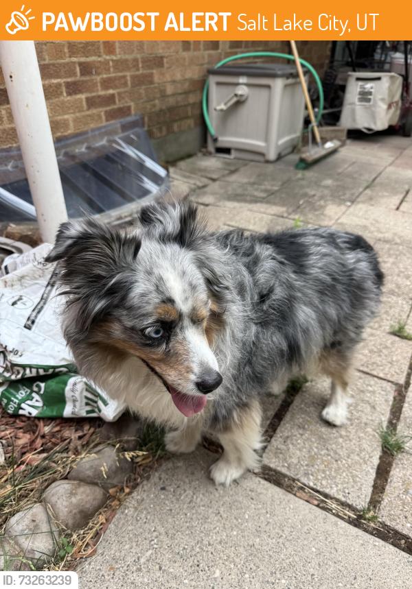 Found/Stray Unknown Dog last seen Near e Westminster Ave, Salt Lake City, UT 84108