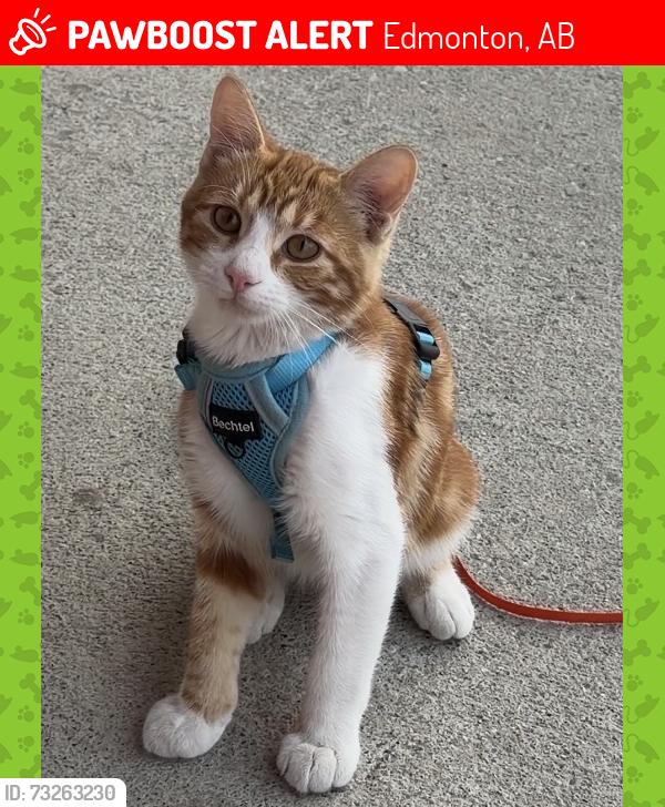 Lost Male Cat last seen Tweddle place, Edmonton, AB 