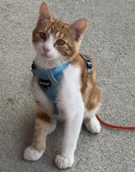 Lost Male Cat last seen Tweddle place, Edmonton, AB 
