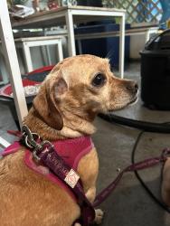 Reunited Female Dog last seen N/A, St. Cloud, FL 34769
