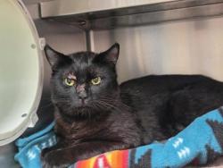 Shelter Stray Male Cat last seen Near Glengarry, Strathcona County, AB, T8A, Canada, 13620 163 St NW, Edmonton, AB T5V 0C8, Canada