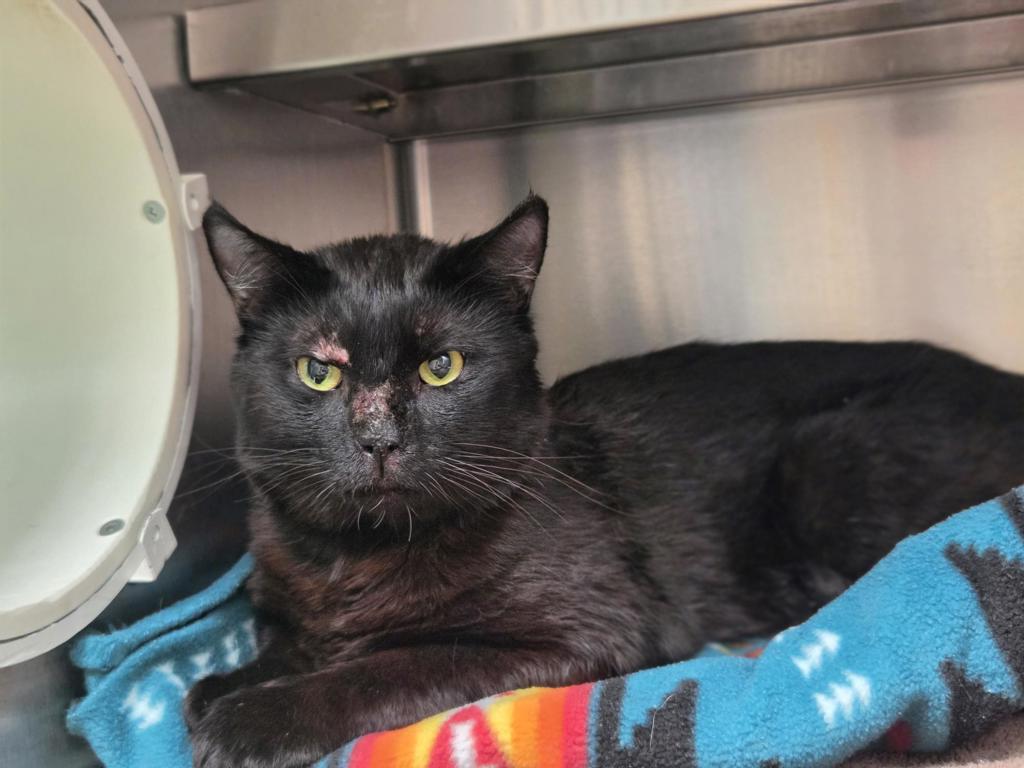 Shelter Stray Male Cat last seen Near Glengarry, Strathcona County, AB, T8A, Canada, 13620 163 St NW, Edmonton, AB T5V 0C8, Canada