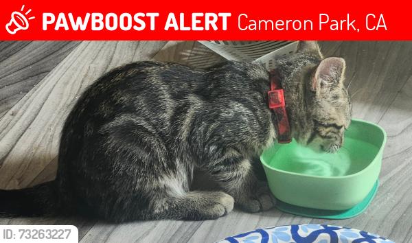 Lost Male Cat last seen Pineoakyo dr, green valley rd, Cameron Park, CA 95672