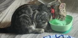 Lost Male Cat last seen Pineoakyo dr, green valley rd, Cameron Park, CA 95672