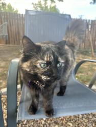 Lost Female Cat last seen Kohl st, Broomfield, CO 80020