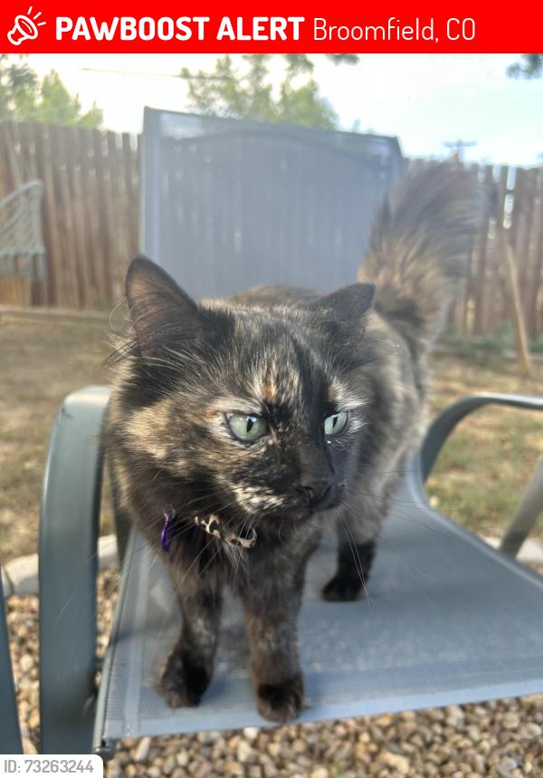 Lost Female Cat last seen Kohl st, Broomfield, CO 80020