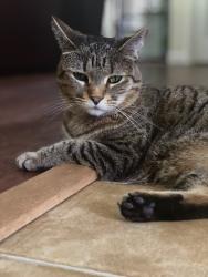 Lost Female Cat last seen Janrose court, Concord, NC 28027