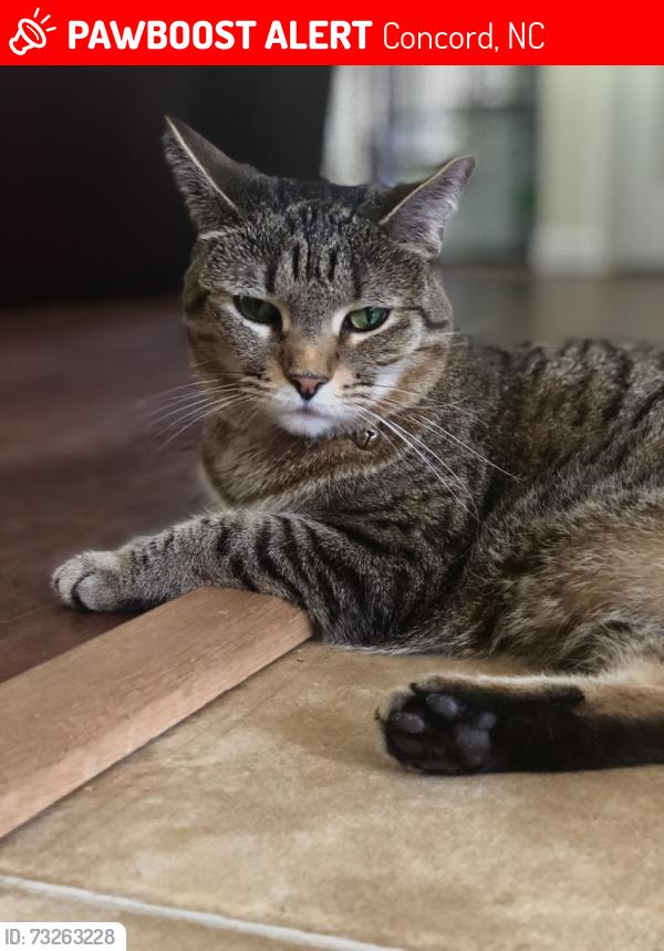 Lost Female Cat last seen Janrose court, Concord, NC 28027