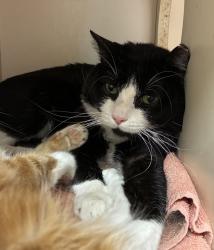 Shelter Stray Male Cat last seen Near W Snow Queen Place, SALT LAKE CITY, UT, 84104, 511 W 3900 S, Salt Lake City, UT 84123, USA