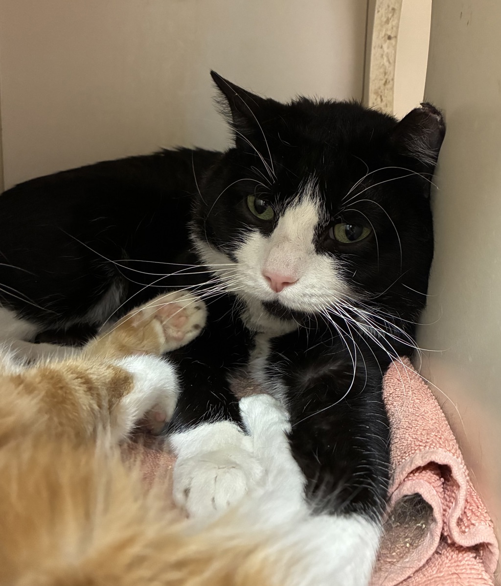 Shelter Stray Male Cat last seen Near W Snow Queen Place, SALT LAKE CITY, UT, 84104, 511 W 3900 S, Salt Lake City, UT 84123, USA