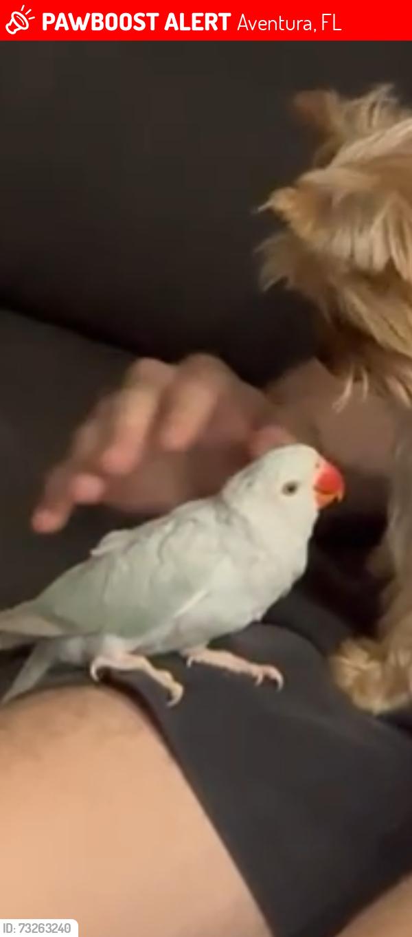 Lost Unknown Bird last seen Near NE 34th ct Aventura Fl 33180, Aventura, FL 33180