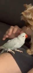 Lost Unknown Bird last seen Near NE 34th ct Aventura Fl 33180, Aventura, FL 33180