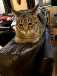 Lost Female Cat last seen Near Windward School, Los Angeles, CA 90066