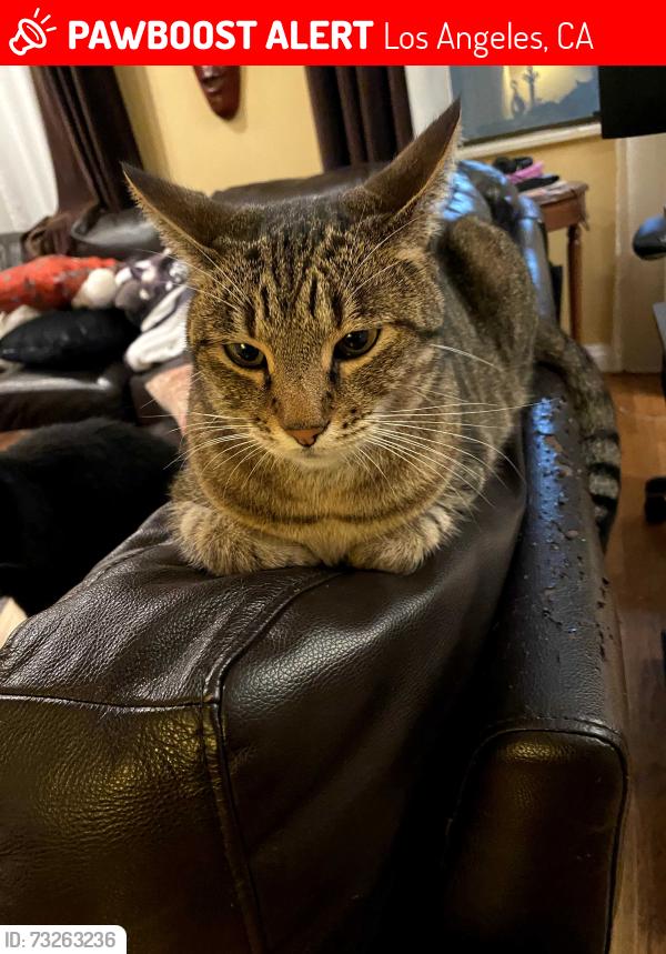 Lost Female Cat last seen Near Windward School, Los Angeles, CA 90066