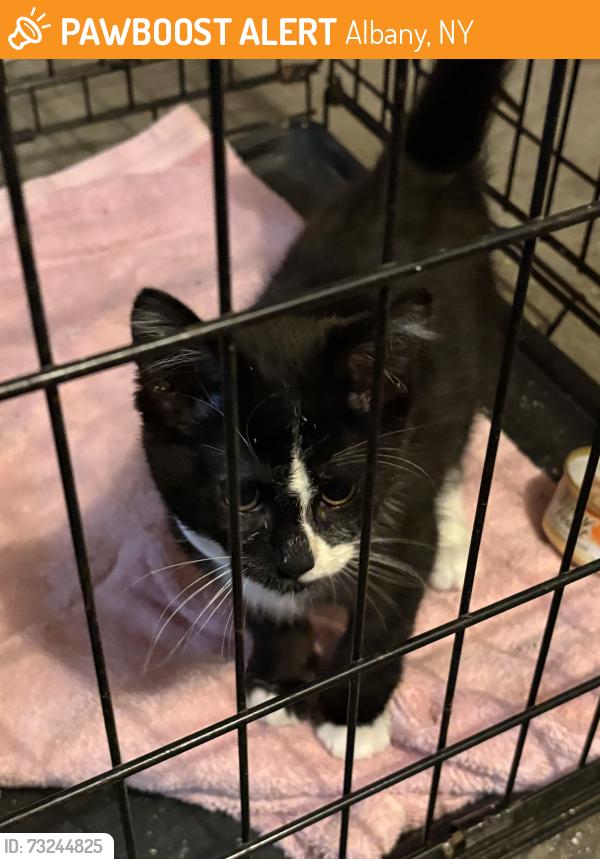Found/Stray Male Cat last seen Linton Ave Albany NY, Albany, NY 12211